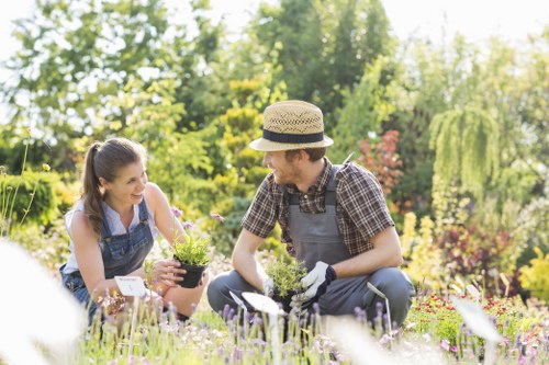 Lawn aeration and feeding in North Woolwich