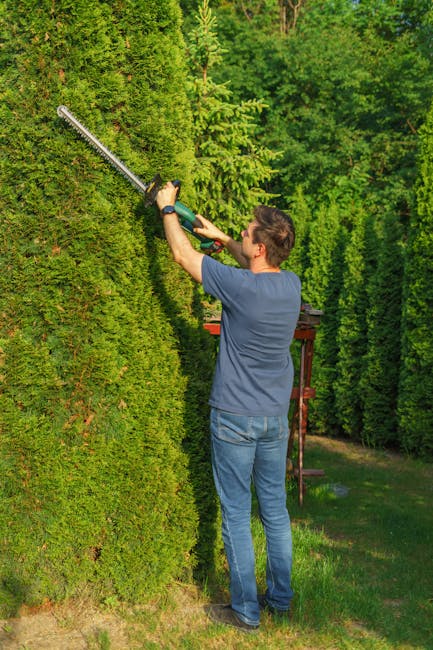 A man dressed in a navy blue t-shirt and blue jeans is trimming a tall, dense hedge with an electric hedge trimmer in a lush green garden. The hedge consists of vibrant, well-maintained conifers, with