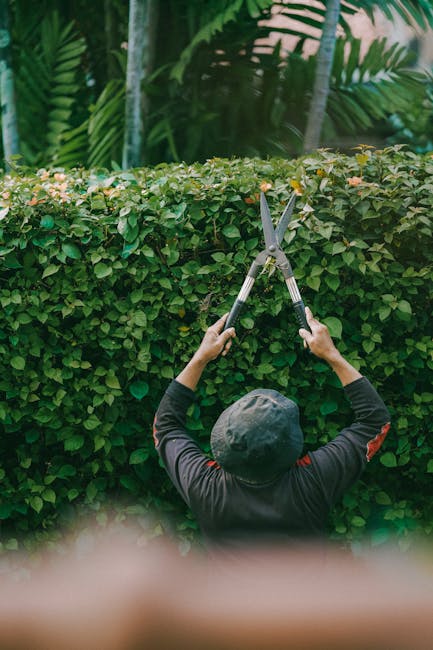 A man dressed in a navy blue t-shirt and blue jeans is trimming a tall, dense hedge with an electric hedge trimmer in a lush green garden. The hedge consists of vibrant, well-maintained conifers, with